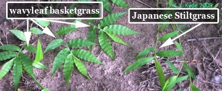 wavyleaf basketgrass and japanese stiltgrass