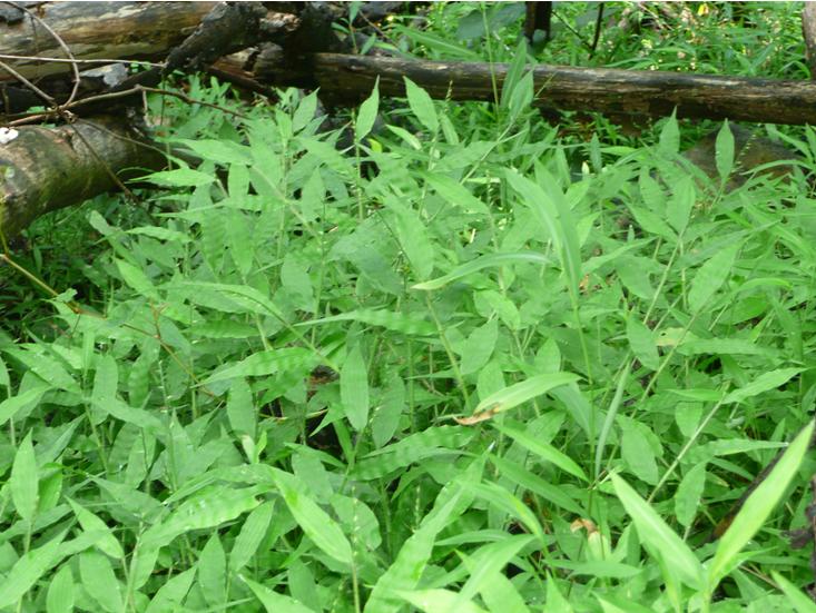 Patch of blooming wavyleaf basketgrass